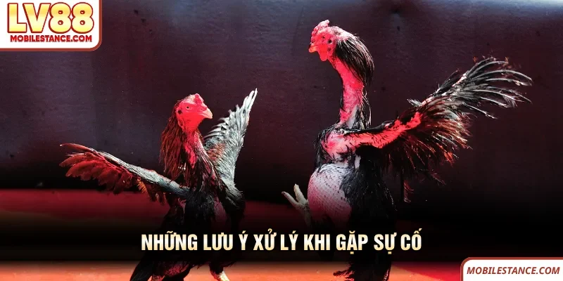 Đá Gà LV88 - Sân Chơi Kịch Tính Với Màn So Tài Đỉnh Cao 6 Những lưu ý xử lý khi gặp sự cố đá gà LV88